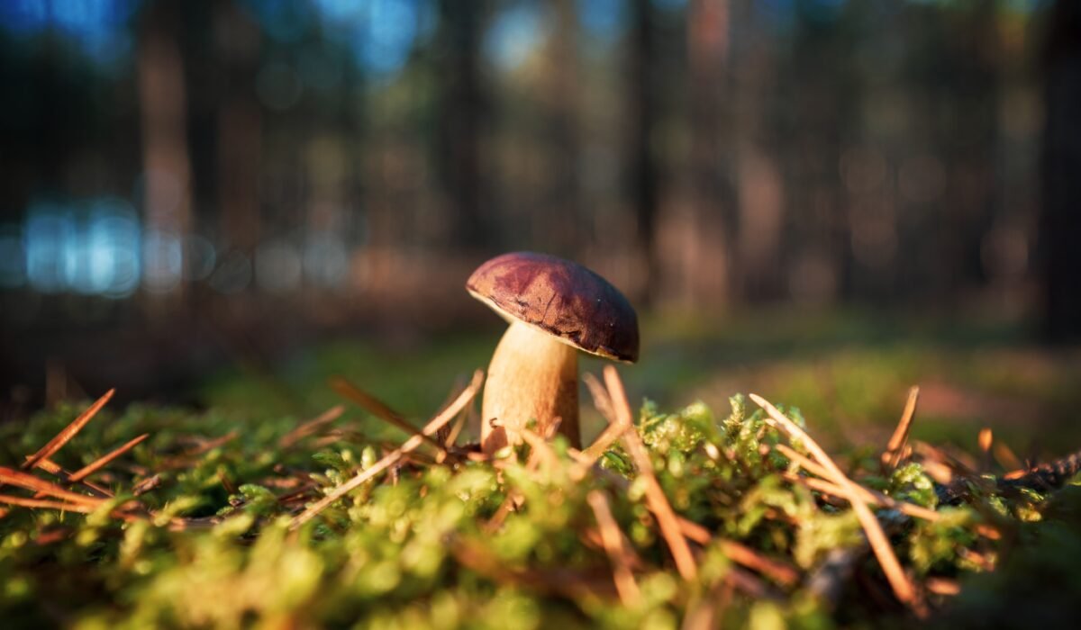 best mushroom supplements 2024 — The Best Mushroom Supplements 2024: Buyer's Guide — Photo by Łukasz Martenka on Pexels