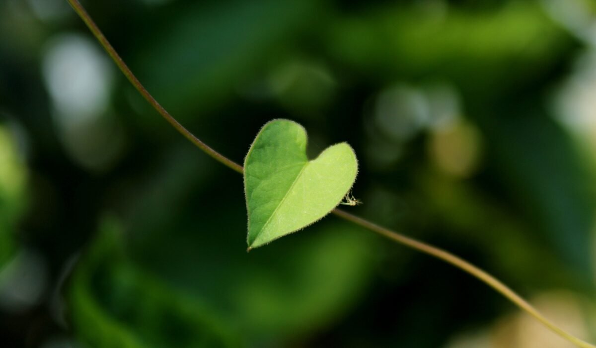 How to Improve Heart Health Naturally — How to Improve Heart Health Naturally: Your Holistic Guide — Photo by Harshith K S on Pexels