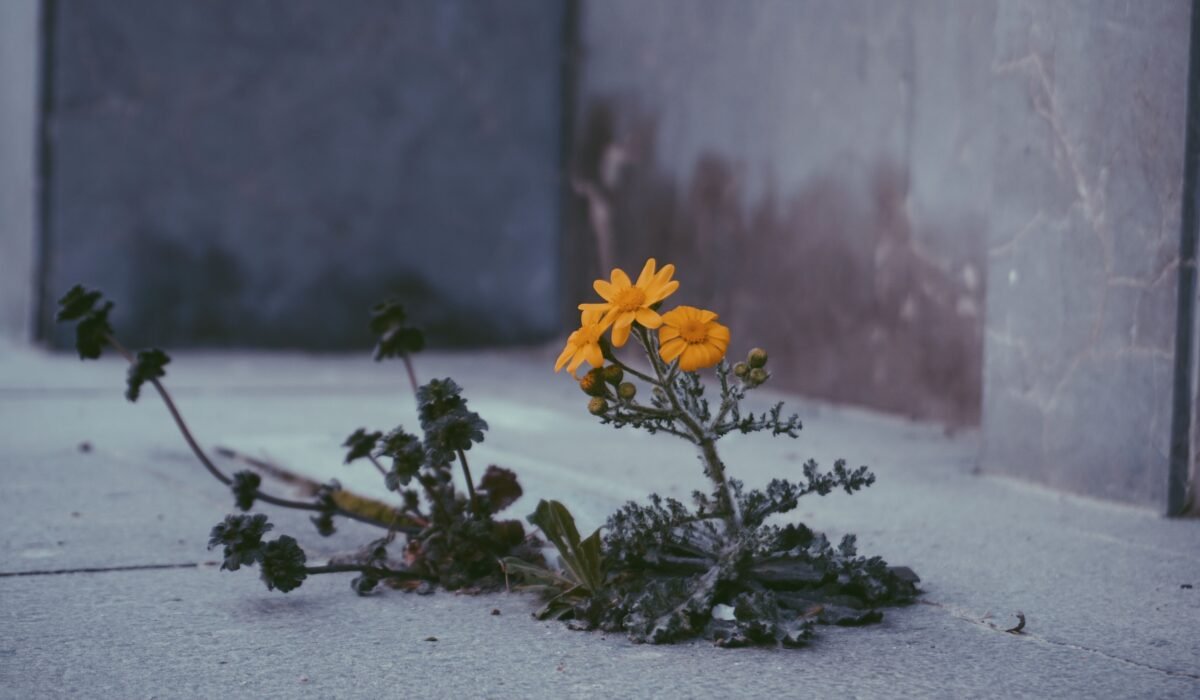 Best Healthy Lifestyle Habits — Best Healthy Lifestyle Habits for a Thriving Life — Photo by esma bartin on Pexels